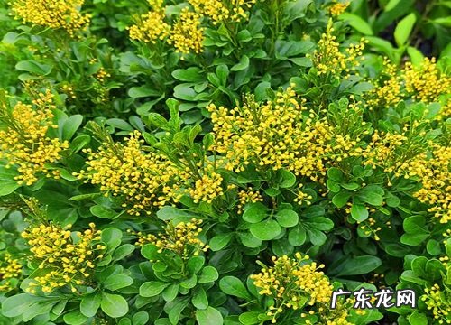 米兰花催花为什么不是用磷酸二氢钾而是这种水