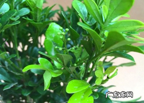 米兰花催花为什么不是用磷酸二氢钾而是这种水