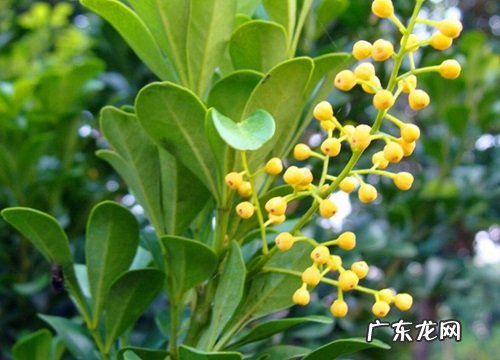 米兰花催花为什么不是用磷酸二氢钾而是这种水