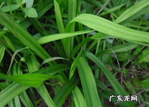 观音草又叫什么名称