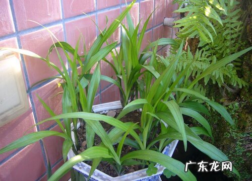 观音草又叫什么名称