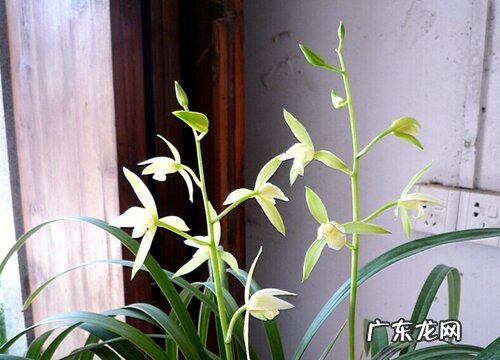 6月养兰花怎么做避免烂根