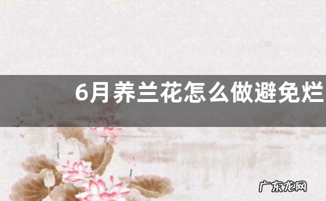 6月养兰花怎么做避免烂根