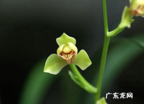 6月养兰花怎么做避免烂根