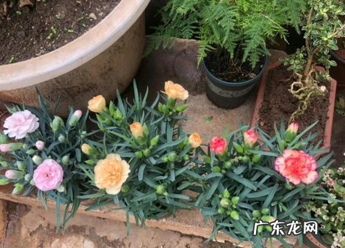 康乃馨摘心打顶时间与方法