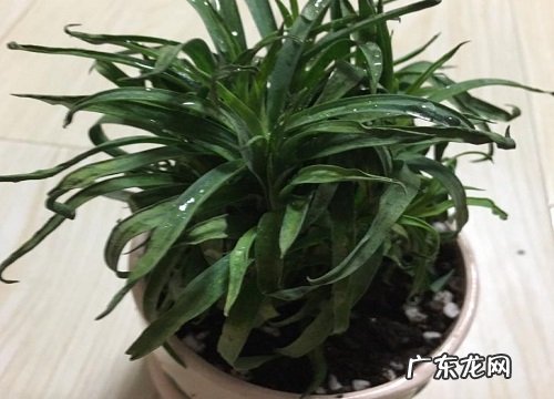 康乃馨摘心打顶时间与方法