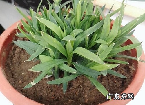 康乃馨摘心打顶时间与方法