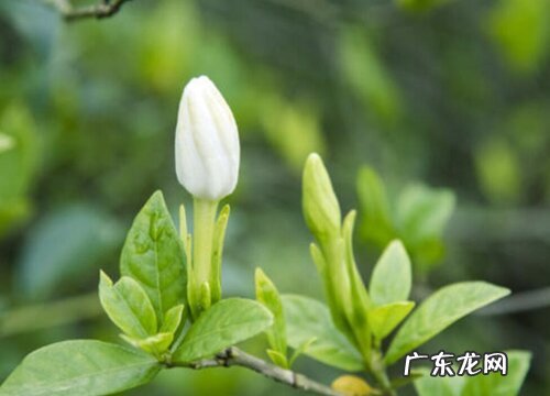 栀子花修剪后为何要脱盆呢