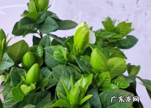 栀子花修剪后为何要脱盆呢