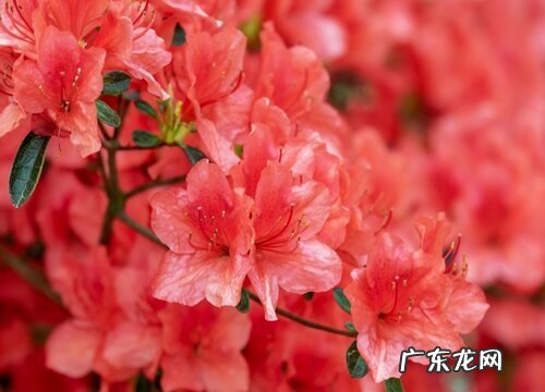 杜鹃花开始落叶要怎么进行养护