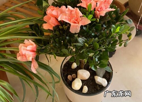 杜鹃花开始落叶要怎么进行养护