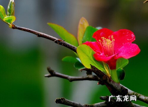 杜鹃花开始落叶要怎么进行养护