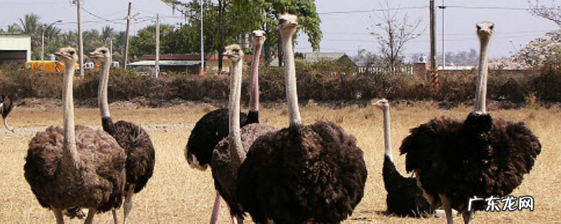 鸵鸟是不是哺乳动物,鸵鸟吃什么食物