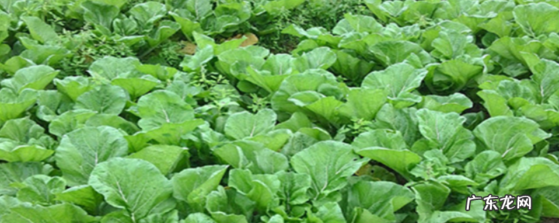 梅菜是酸菜吗,梅菜和酸菜有什么不同