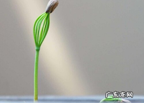 松子怎么发芽快