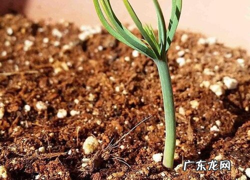 松子怎么发芽快