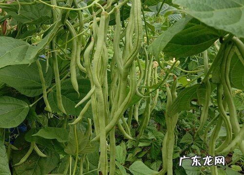 盆栽豆角如何养护长豆了