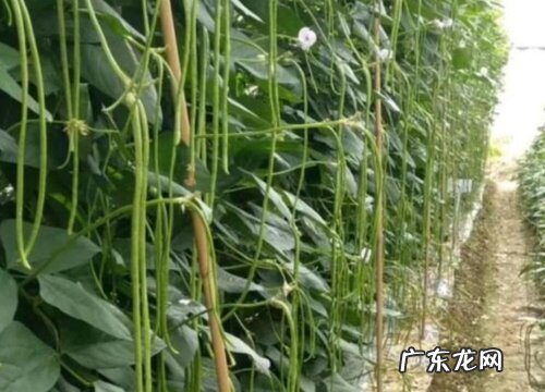 盆栽豆角如何养护长豆了