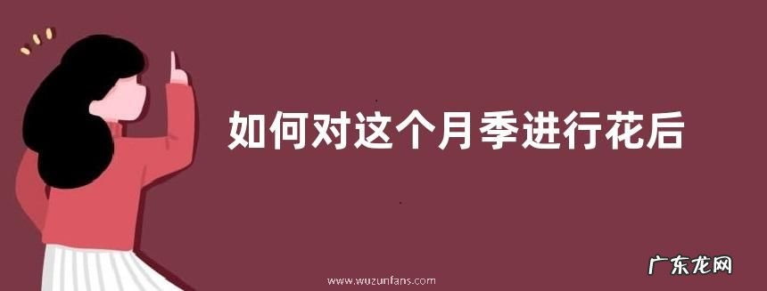 如何对这个月季进行花后修剪