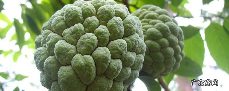 释迦病害该如何治疗,不同病害有不同方法