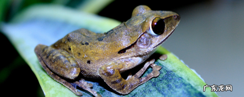 青蛙的过冬方式,青蛙有什么习性