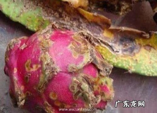 火龙果病毒病症状与防治方法