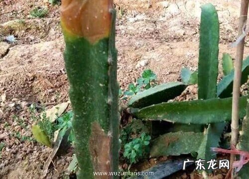 火龙果病毒病症状与防治方法