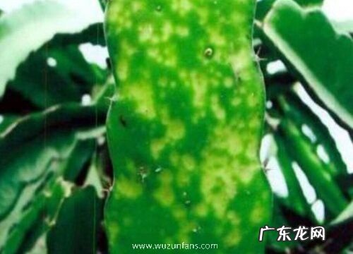 火龙果病毒病症状与防治方法