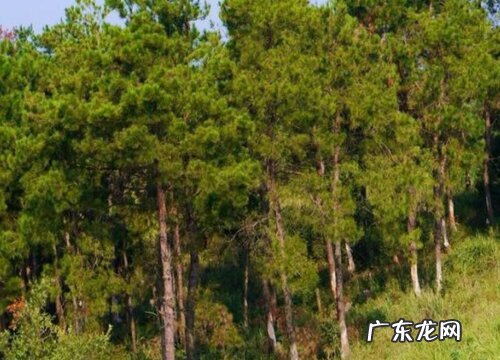 常青树是什么树种 长的什么样子