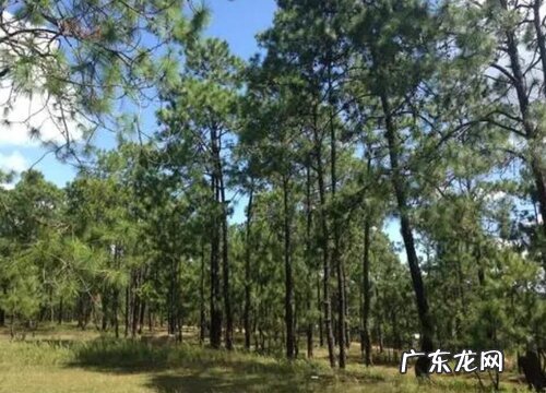 常青树是什么树种 长的什么样子
