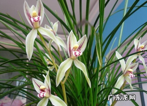 兰花怎么养殖年年都能开花