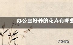 办公室好养的花卉有哪些