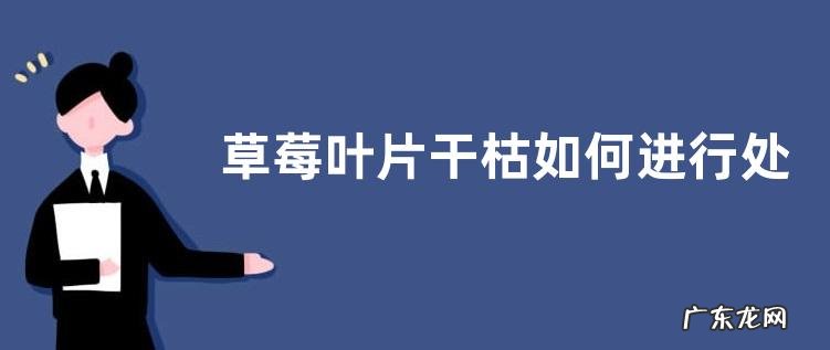 草莓叶片干枯如何进行处理
