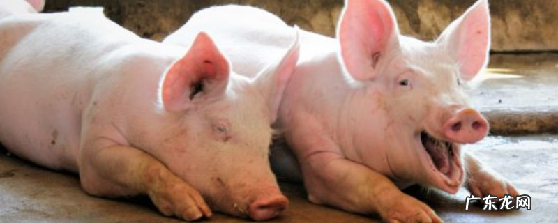 猪瘟疫苗应该怎样打,猪瘟疫苗有多少种