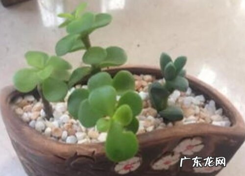 夏季如何养金枝玉叶可以安然度夏