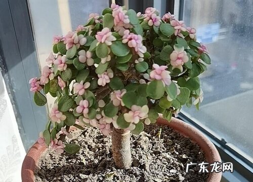 夏季如何养金枝玉叶可以安然度夏