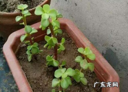 夏季如何养金枝玉叶可以安然度夏