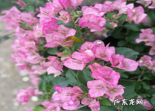 三角梅枯萎是什么原因引起的