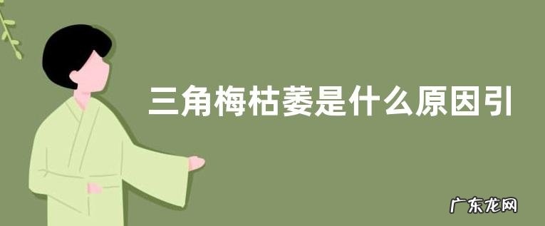 三角梅枯萎是什么原因引起的