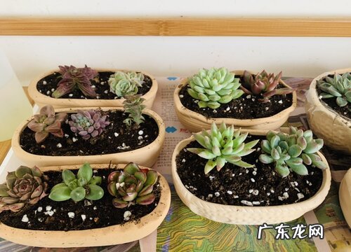 多肉在夏天的管理方法露养的多肉怎样度夏