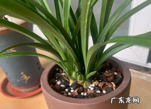 夏季兰花大面积黄叶怎么拯救