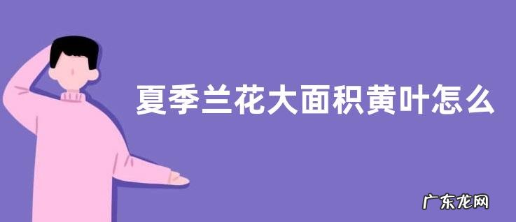 夏季兰花大面积黄叶怎么拯救