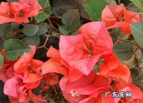 三角梅想要开花多一定要抓住的养护要点