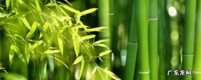 干竹子生虫怎么处理,附竹子的生活用途