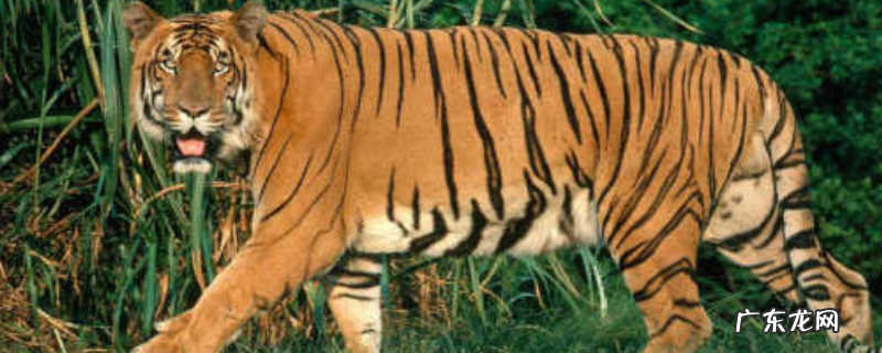 老虎如何过冬，老虎的生存现状