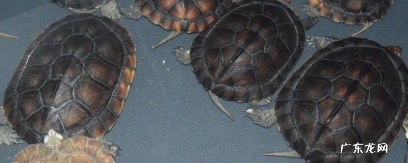 石金钱龟的过冬方式,有什么养护要点