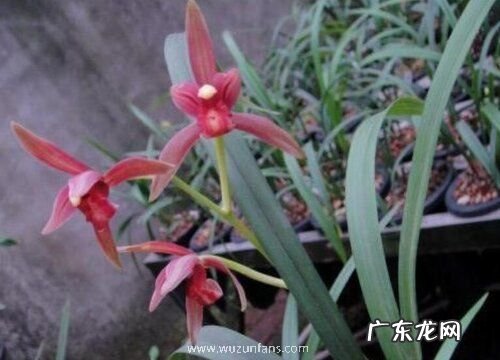 刚买面来的兰花植料可不可以立马栽种