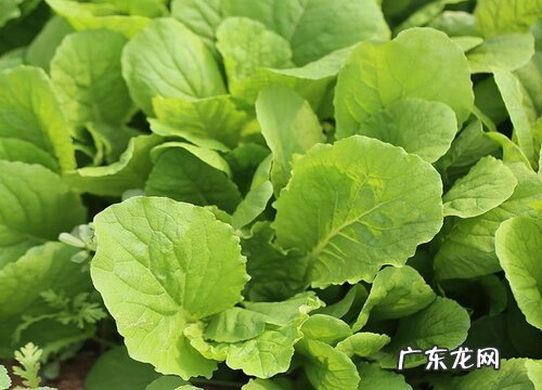 青菜什么时候成熟上市