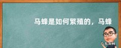 马蜂是如何繁殖的，马蜂群有哪些蜂种