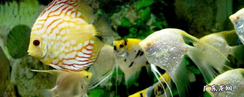 虎皮鱼的繁殖方法，附虎皮鱼的饲养